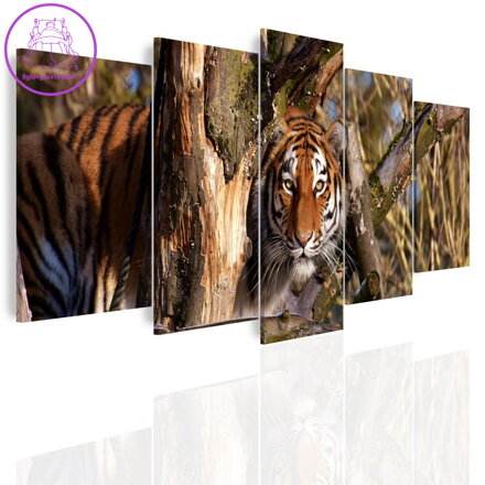 Vícedílný obraz - Číhající tygr