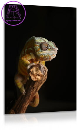 Obraz chameleon II.