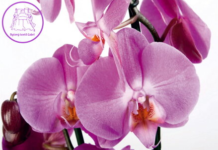Fototapeta vliesová premium collection - FTNS 2459 Orchideje 360x270cm - 4 dílná 2022