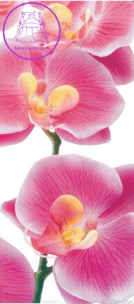 Fototapeta vliesová vertical - FTNV 2826 růžové orchideje  90x202cm - 1 dílná