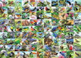 RAVENSBURGER Puzzle 99 úchvatných ptáků EXTRA 300 dílků