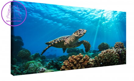 Obraz na stěnu Mořská želva